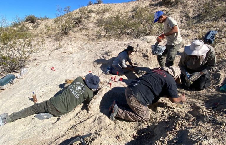 Importante hallazgo paleontológico en La Pampa: descubren restos de un titanosaurio de 70 millones de años