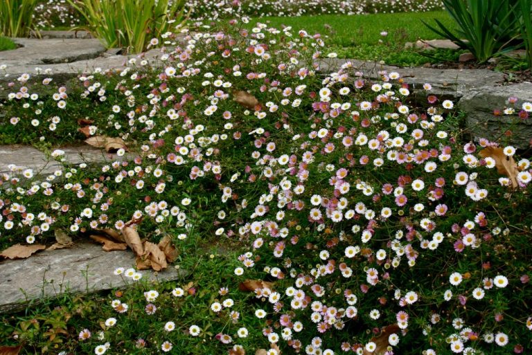 Cultivar con sentido la solución inmediata a tus canteros: “Erigeron karvinskianus, la “margarita infinita” para un verano sustentable”