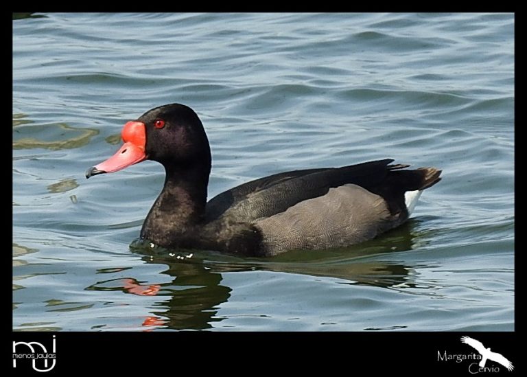 Menos jaulas – columna de aves pampeanas: hoy les propongo conocer el Pato Picazzo