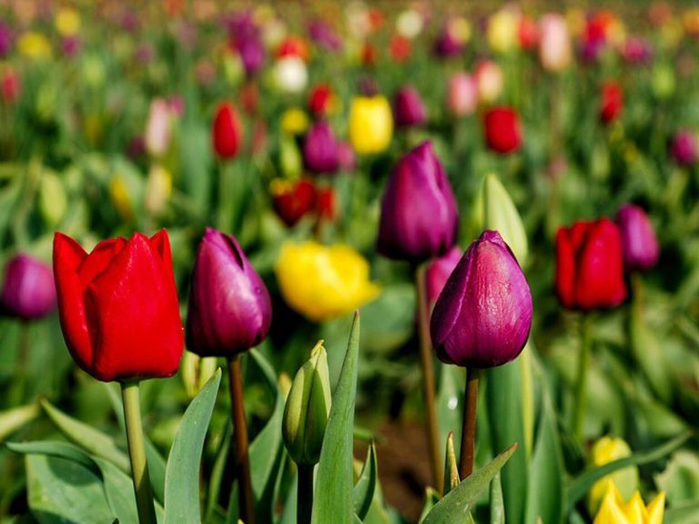 Tulipanes, narcisos y más: la guía completa de Jimena Asquini para plantar los bulbos de invierno en La Pampa