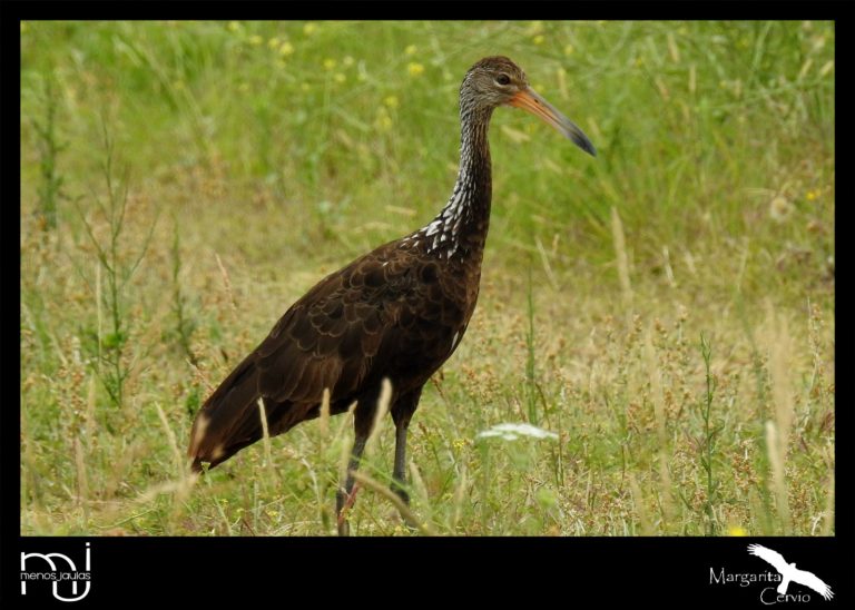 Menos jaulas – columna de aves pampeanas: hoy les propongo conocer al Carau – Aramus guarauna
