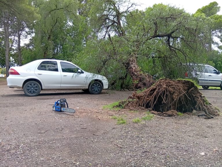 Un árbol cayó sobre varios autos en la calle 17 y bomberos debieron desagotar el patio de un colegio en Pico