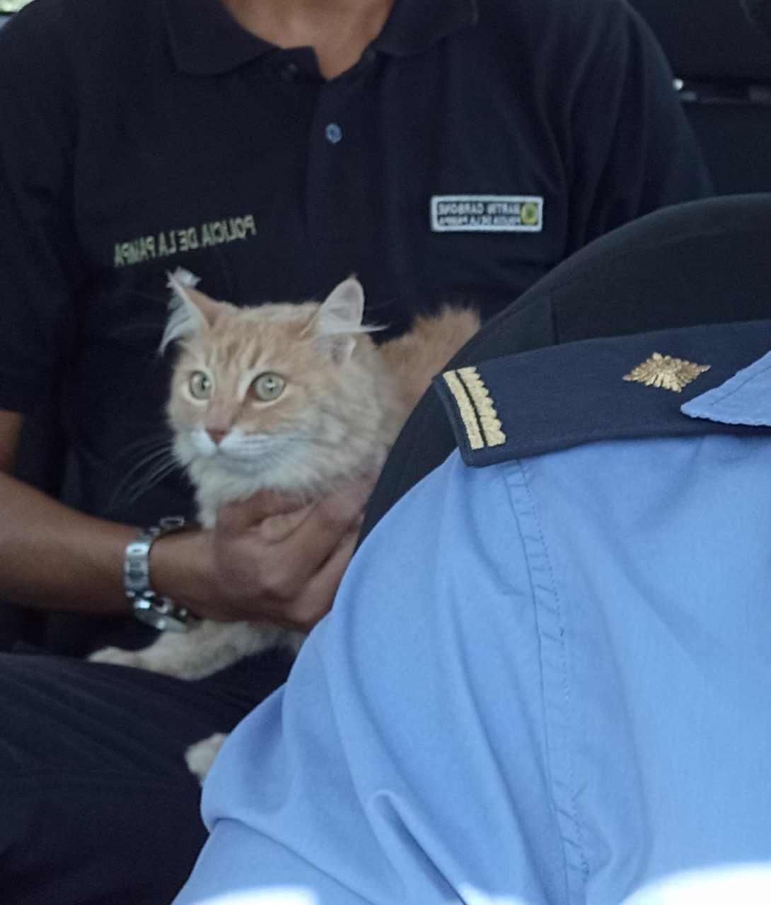 Final feliz en Eduardo Castex: la policía recuperó a una gata robada y la devolvió a su familia