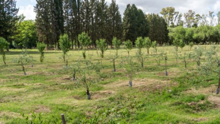 La Pampa: comenzó la venta de plantas a precios de fomento en los viveros provinciales