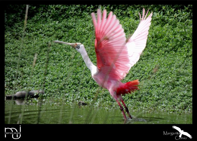 Menos jaula: columna de aves pampeanas, hoy conocemos la Espátula rosada