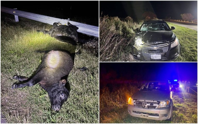 Siniestro vial en Ruta Provincial N° 2: el ganado suelto provocó un fuerte choque entre dos vehículos