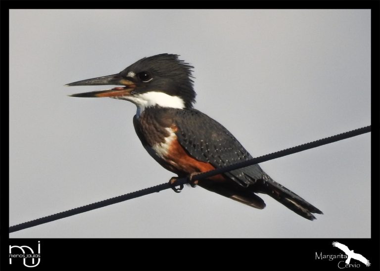 Columna de aves: Histórico hallazgo. Volvió a aparecer el martín pescador grande en General Pico después de 60 años