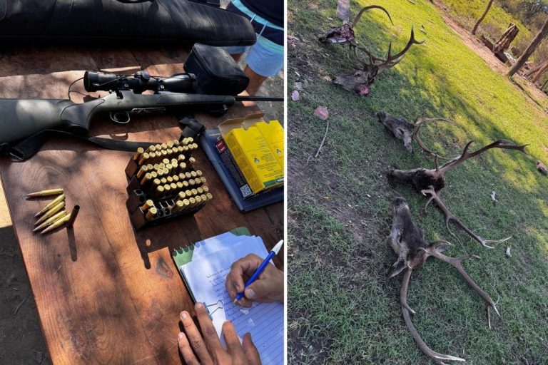 Allanamiento en la zona rural de Telén por organización de caza ilegal: secuestraron armas y trofeos