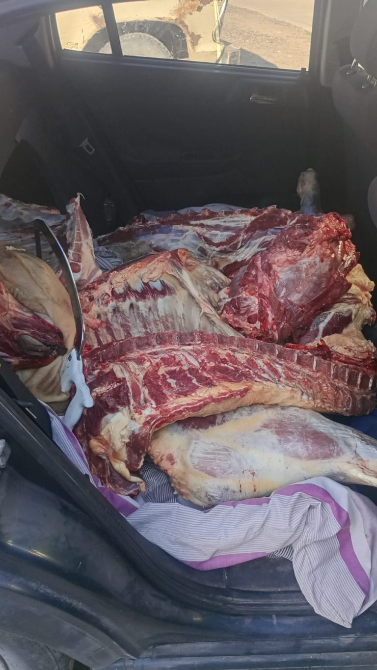 Faena clandestina en el oeste pampeano: decomisaron casi 3.000 kilos de carne valuados en 11 millones de pesos