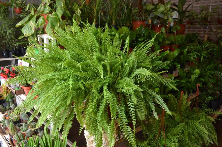 Jardinería práctica: hoy conoceremos beneficios de tener planta dentro de nuestros hogares