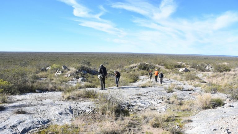 Hallan fósiles de 485 millones de años en una campaña paleontológica en Limay Mahuida
