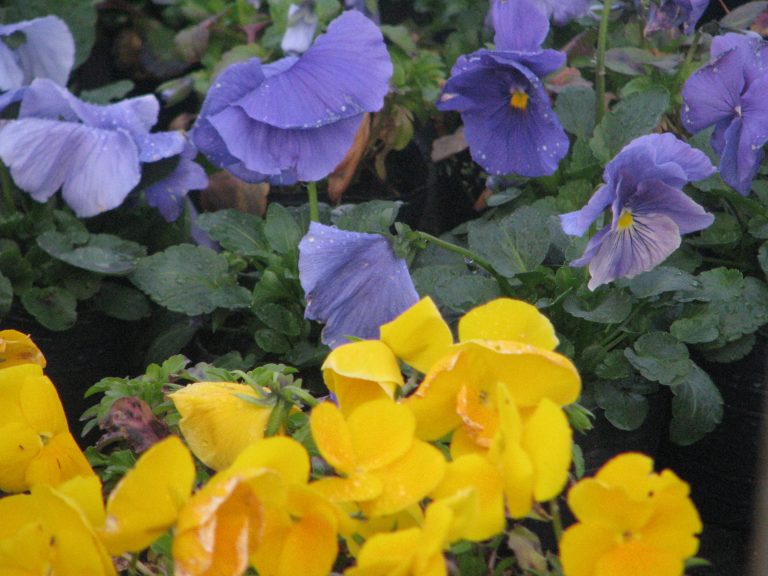 Para los amantes del jardín: Cultivar con sentido: las tareas fundamentales de mayo para preparar los jardines pampeanos de cara al invierno