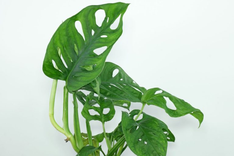 El secreto de la umbrofilia: cómo leer las hojas para salvar tus plantas de interior