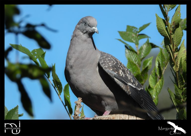 Menos Jaula – Columna de Aves de La Pampa: hoy conocemos a la Paloma manchada – Patagioenas maculosa