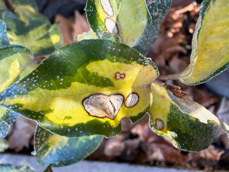 Cómo detectar y combatir plagas y enfermedades en las plantas durante el otoño