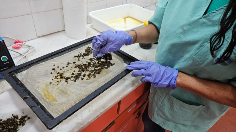El laboratorio regional de Senasa en General Pico refuerza el control de enfermedades apícolas