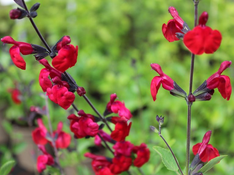 Cultivar con sentido: la Salvia jamensis, el estallido de color que resiste el riguroso verano pampeano
