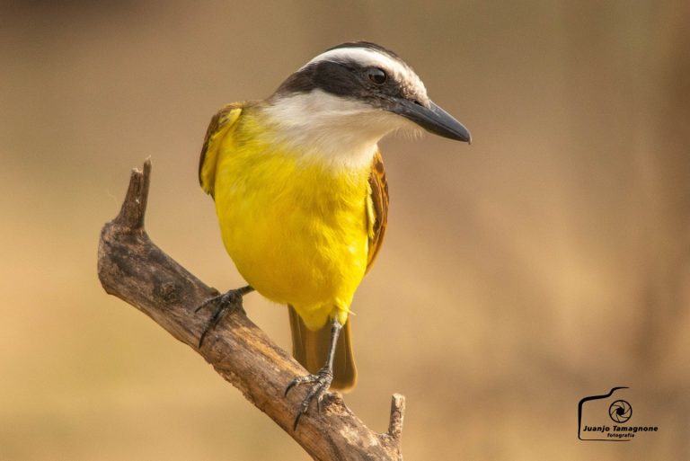 Menos Jaulas – Columna de aves pampeanas: Hoy les propongo conocer al Benteveo ( Pitangus sulphuratus)