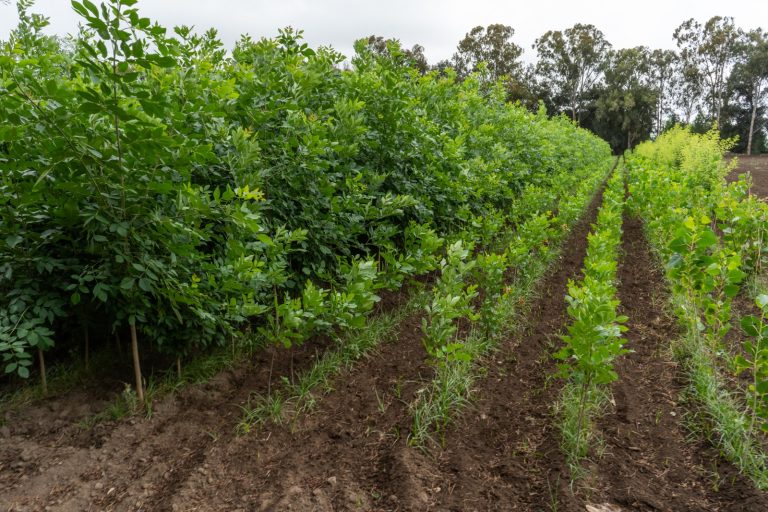 Intendente Alvear abre la inscripción para su programa anual de forestación de veredas