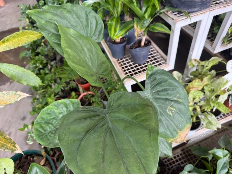 Jimena Asquini y el boom de las monsteras y alocasias: cómo cuidar las plantas tropicales de moda