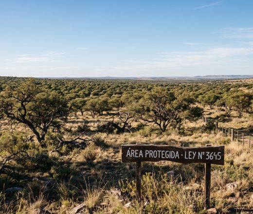 La Pampa se suma a un programa ambiental millonario para combatir la deforestación (Imagen ilustrativa IA - infopico.com)