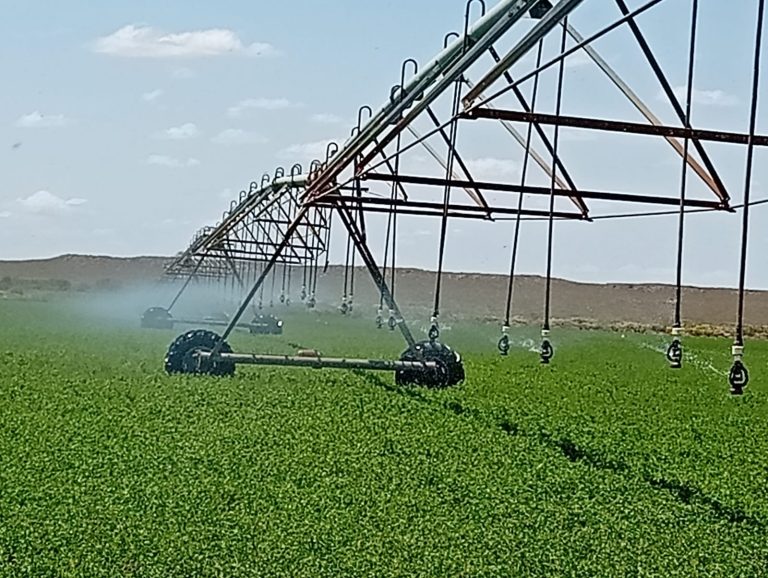 25 de Mayo se consolida como un polo estratégico para la producción de alfalfa de alto rendimiento