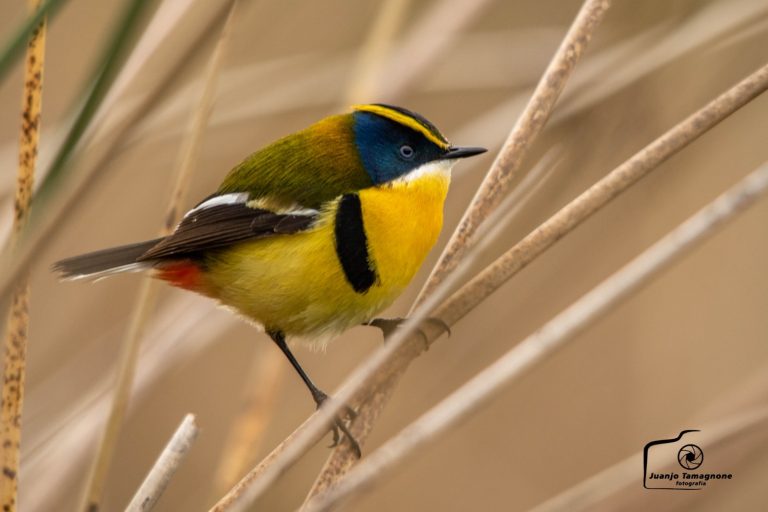 Menos Jaulas – Columna de aves de La Pampa: hoy conocemos a Tachurí Sietecolores – Tachuris rubrigastra