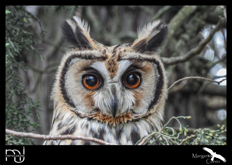 Menos Jaula- columna de aves de La Pampa: cuando la naturaleza decide engañar – Lechuzón Orejudo (Asio clamator)