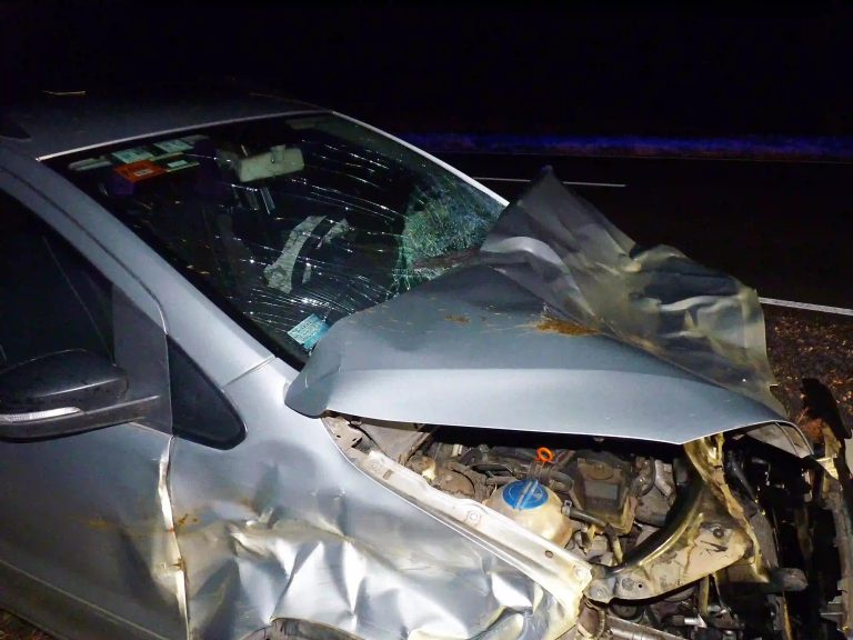 Violento choque en la Ruta 101: una pareja de General Pico embistió a un vacuno cerca de Falucho