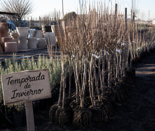 Temporada de frutales y árboles: llegó la mercadería de invierno a los viveros pampeanos (Imagen ilustrativa IA - infopico.com)