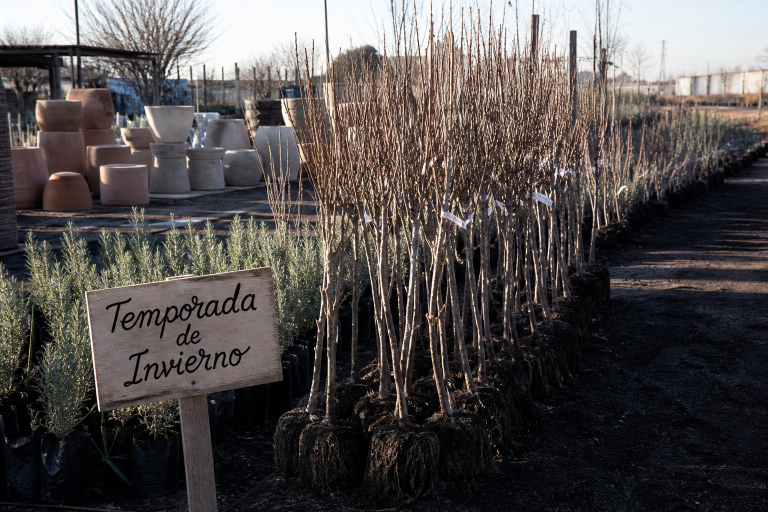 Temporada de frutales y árboles: llegó la mercadería de invierno a los viveros pampeanos