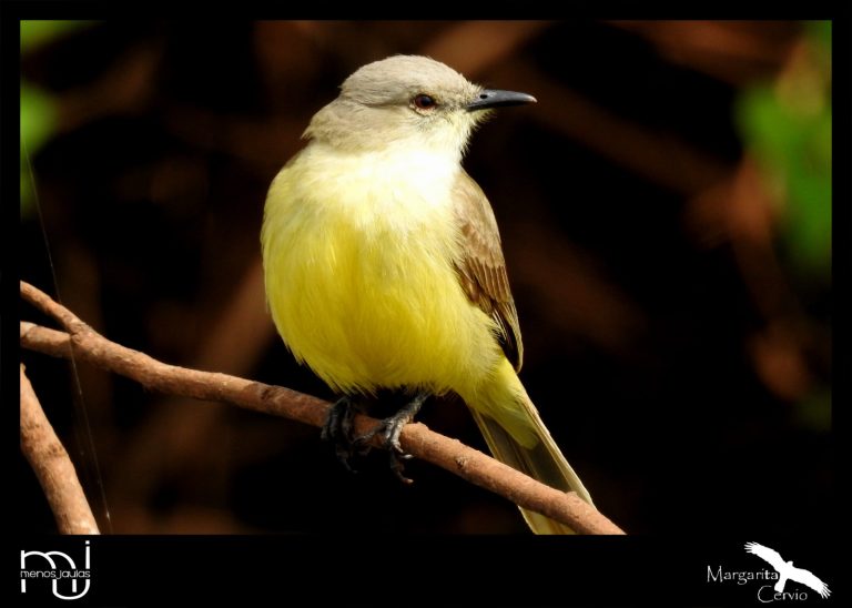 MENOS JAULAS – Columna de Aves de La Pampa: hoy conoceremos al picabuey (machetornis rixosa)