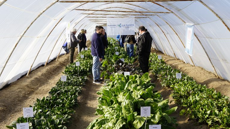 Impulsan en General Pico el desarrollo de cultivos de hoja bajo invernadero durante el invierno