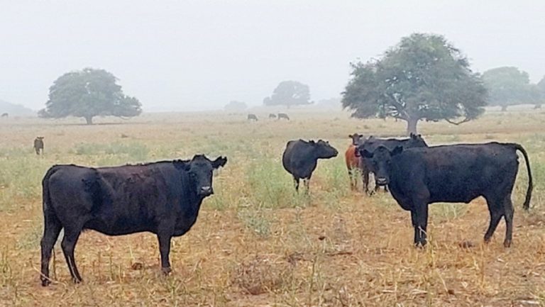 Advierten al sector ganadero por riesgo de enfermedades en bovinos debido al clima