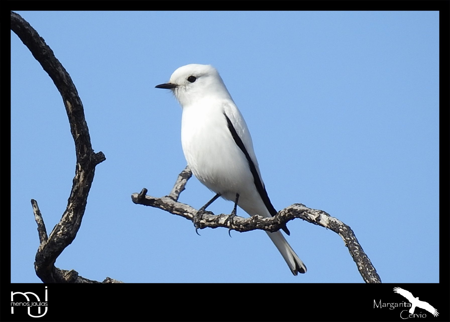 MENOS JAULAS – Columna de Aves de La Pampa: Hoy conoceremos a la  monjita blanca (Xolmis irupero)
