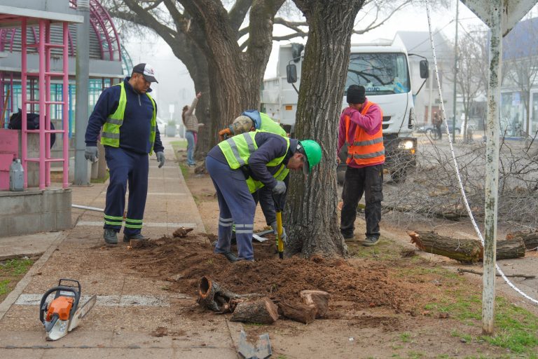 Arbolado urbano en General Pico: “Siempre cuidamos nuestro patrimonio verde, para nosotros es fundamental”, afirmó Fernanda Alonso