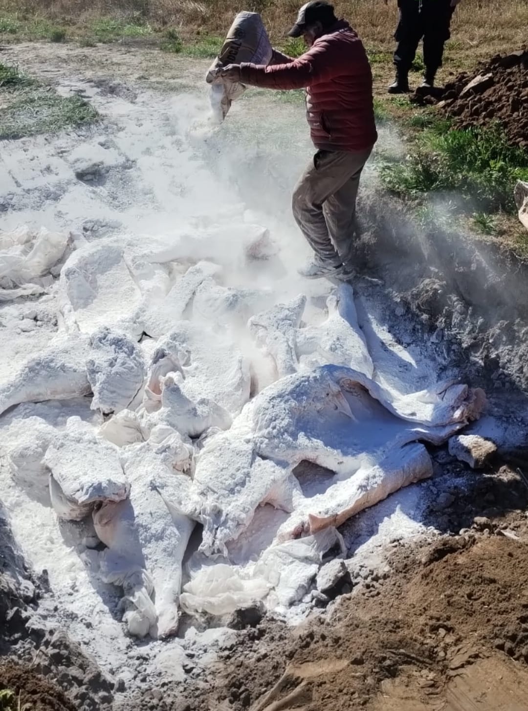 Destrucción de la carne