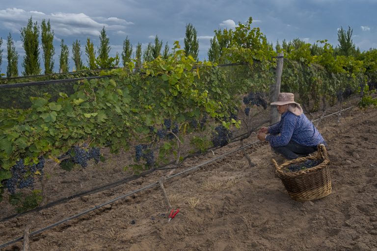 Trenel será el epicentro del vino pampeano para dar la bienvenida a la primavera
