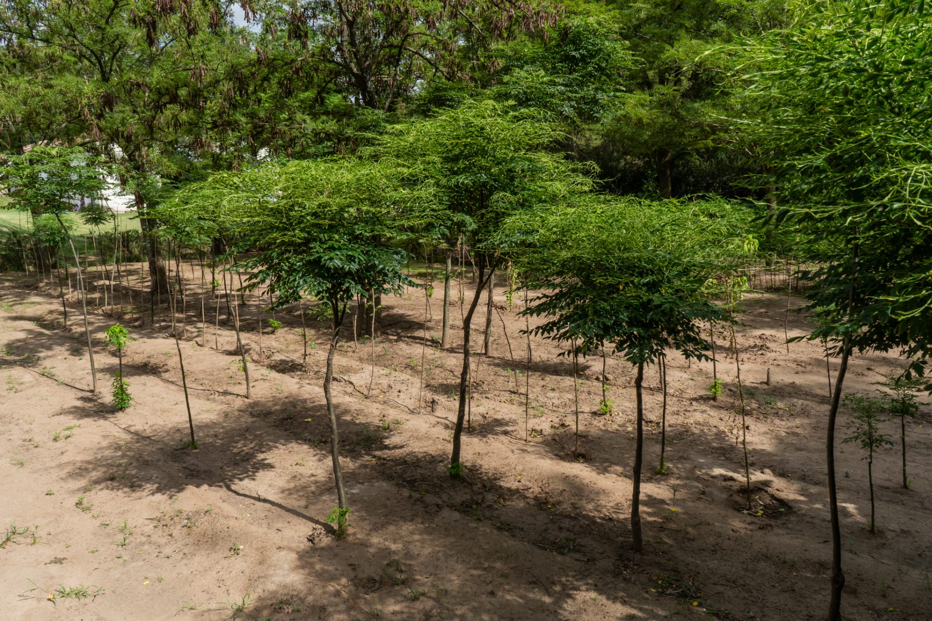 La Pampa impulsa la forestación con programas de fomento y asistencia técnica