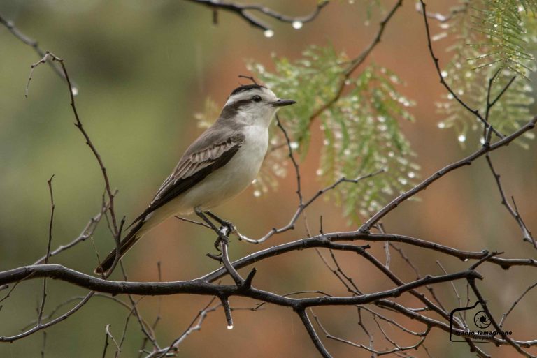 MENOS JAULAS – Columna de Aves de La Pampa – La monjita coronada (Neoxolmis coronatus)