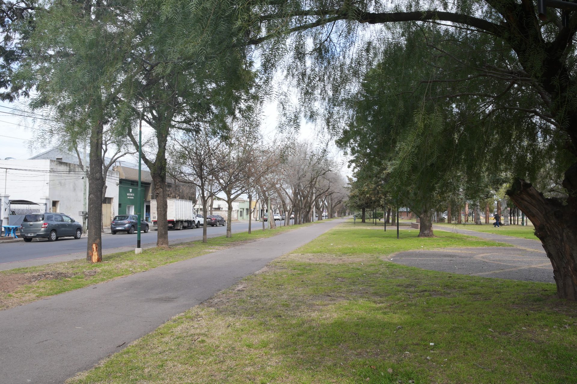 Nuevos ejemplares de sófora en el Paseo de los Inmigrantes
