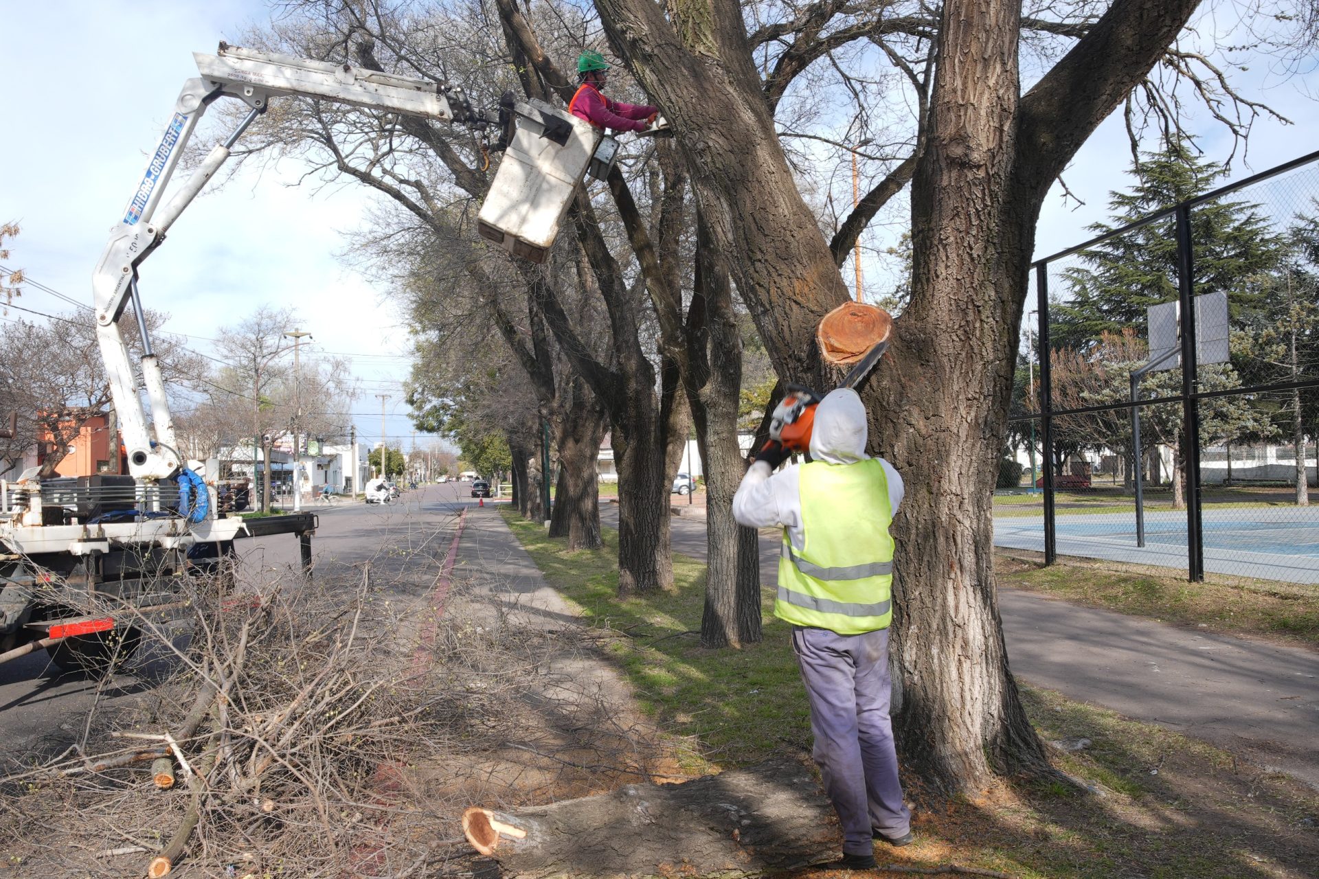 Trabajos de arbolado en calle 21