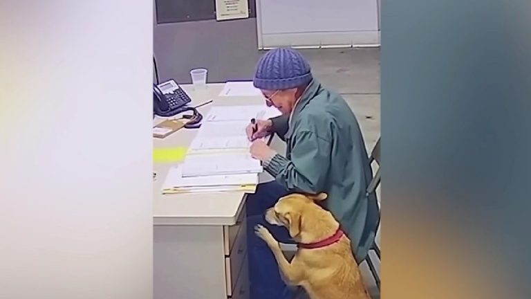 Una despedida que conmovió al mundo: mujer de 76 años debió entregar a su perro tras ocho años de compañía
