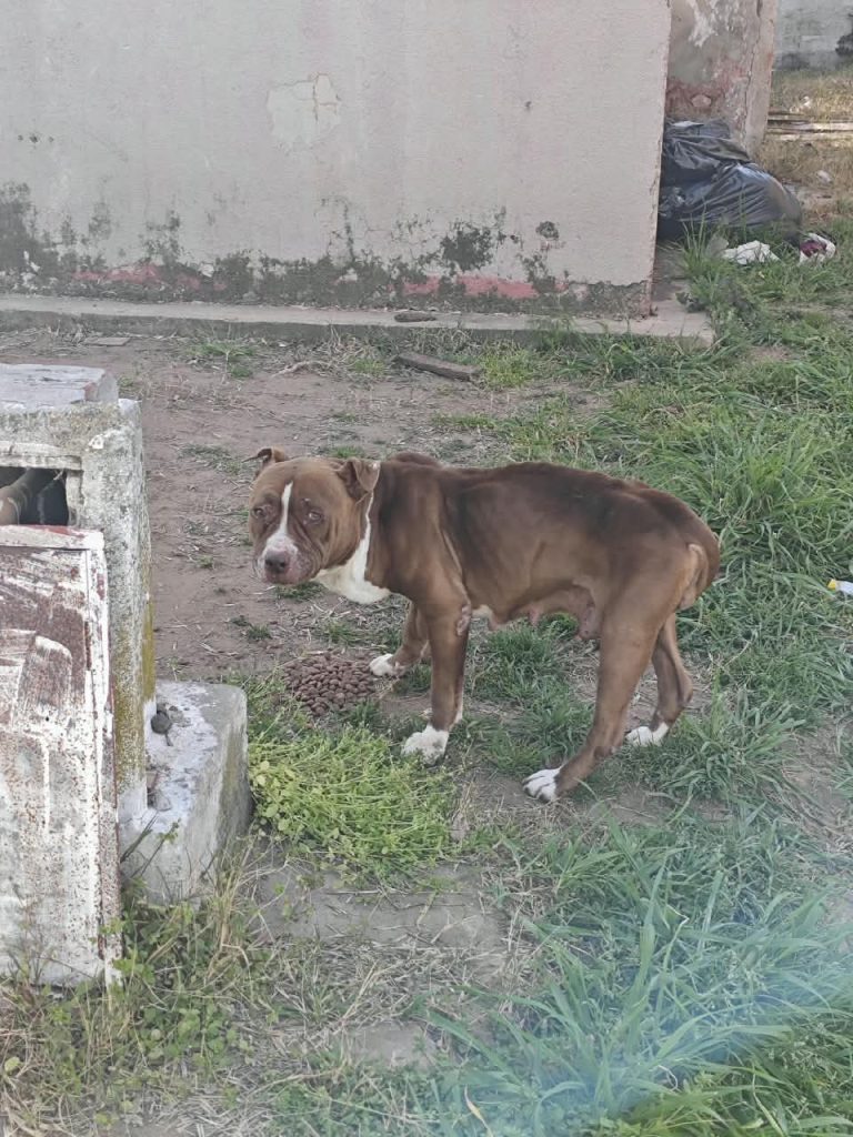 Rescatan a un pitbull en estado de abandono en Intendente Alvear: la dueña quedó a disposición judicial