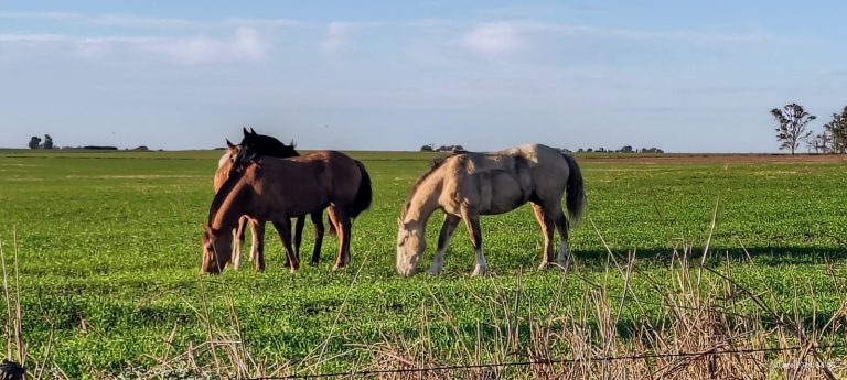 Robaron siete caballos tras una cabalgata en Falucho: amplio operativo policial logró recuperarlos
