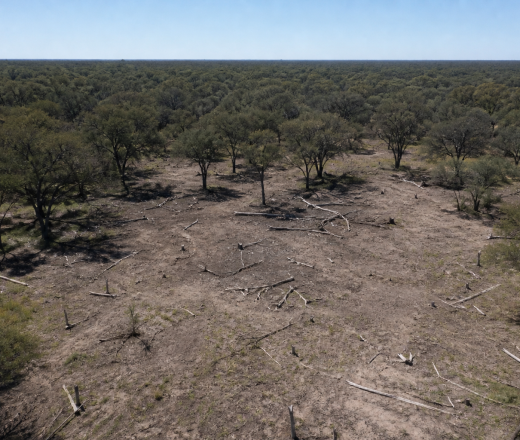 Detectaron por satélite un desmonte ilegal de 342 hectáreas de bosque nativo en Rancul (Imagen ilustrativa IA - infopico.com)
