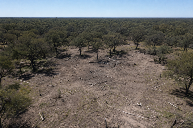 Detectaron por satélite un desmonte ilegal de 342 hectáreas de bosque nativo en Rancul