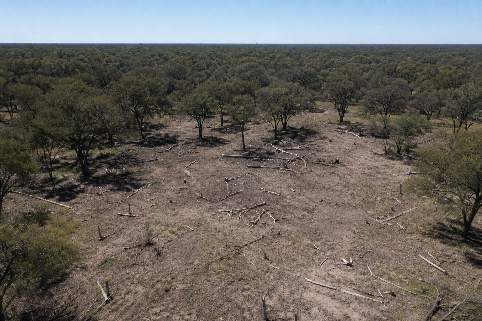 Detectaron por satélite un desmonte ilegal de 342 hectáreas de bosque nativo en Rancul (Imagen ilustrativa IA - infopico.com)