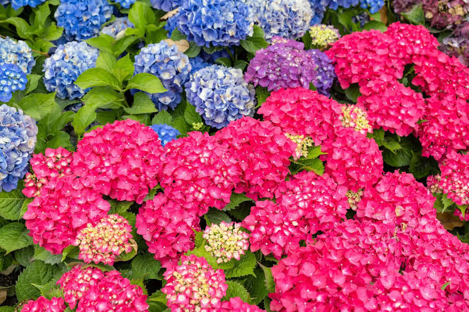Hortensias