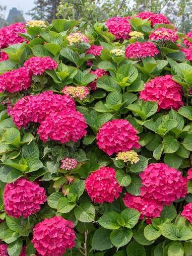 Hortensias